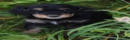 Standard Poodle dogs for sale: Standard Poodle 12 Small Black Phantom - Ad 11