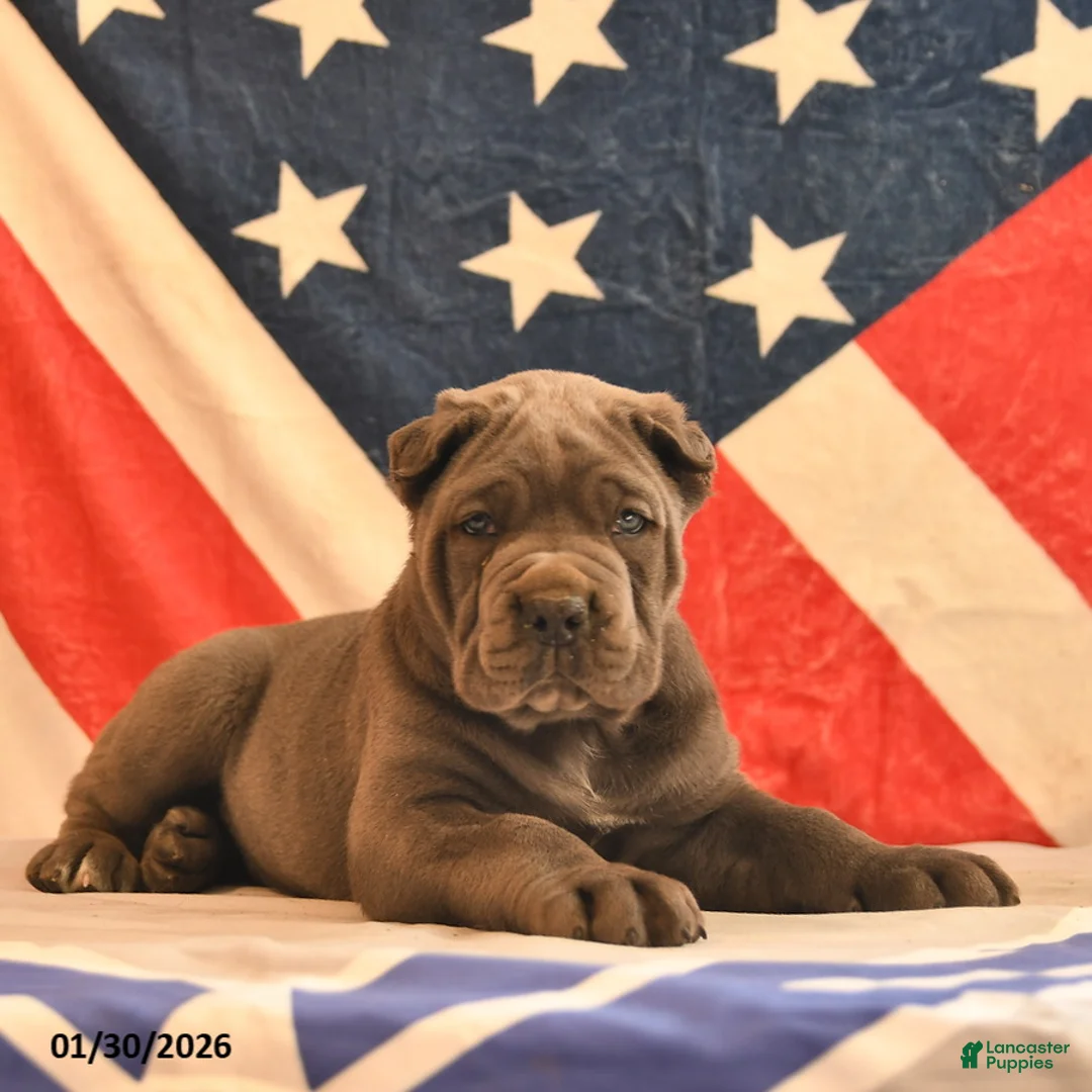 Cane Corso dogs for sale: Isaiah  - Ad 4
