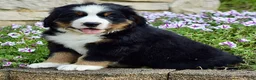 Bernese Mountain Dog dogs for sale: Mr. Barney - Ad 4