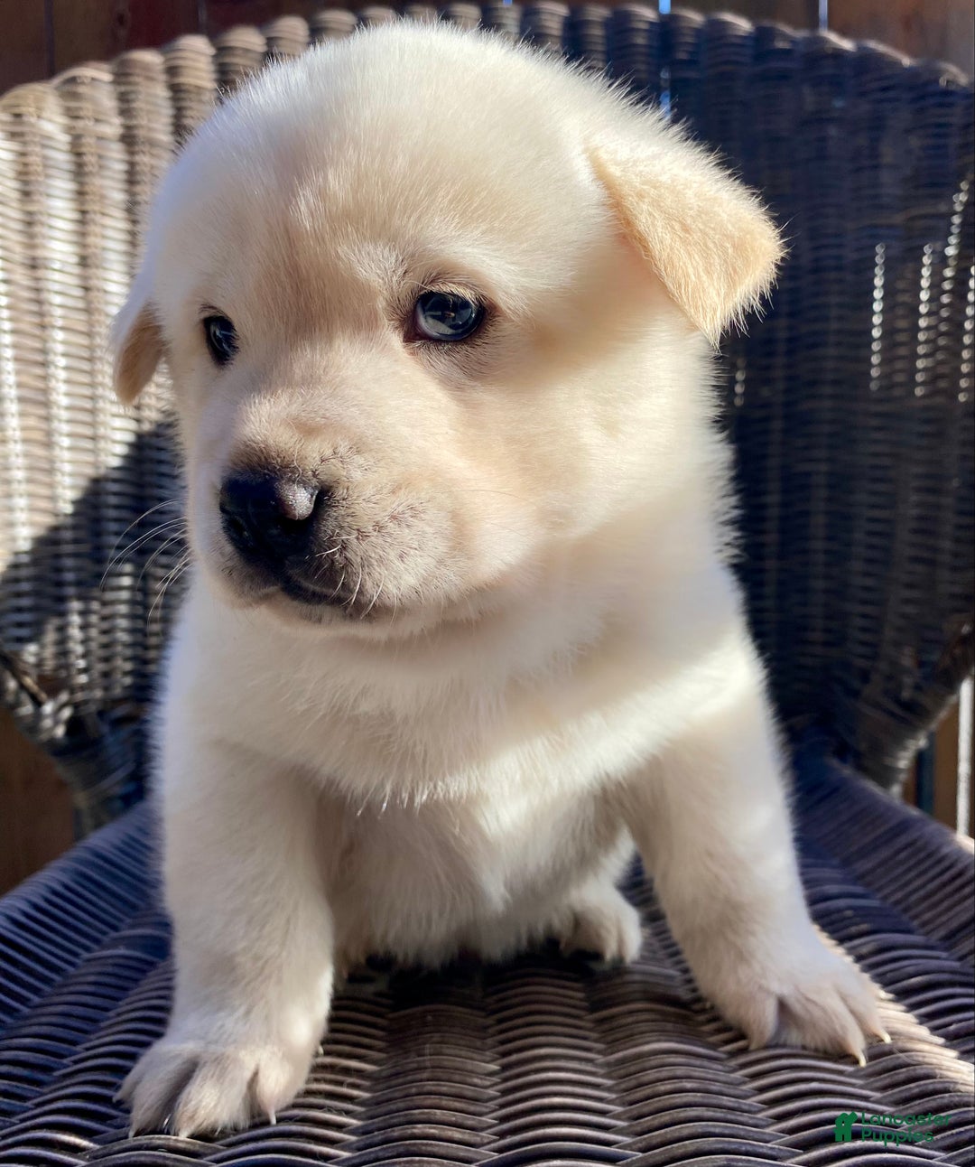Mixed Breed dogs for sale: Chowski boy  - Ad 1