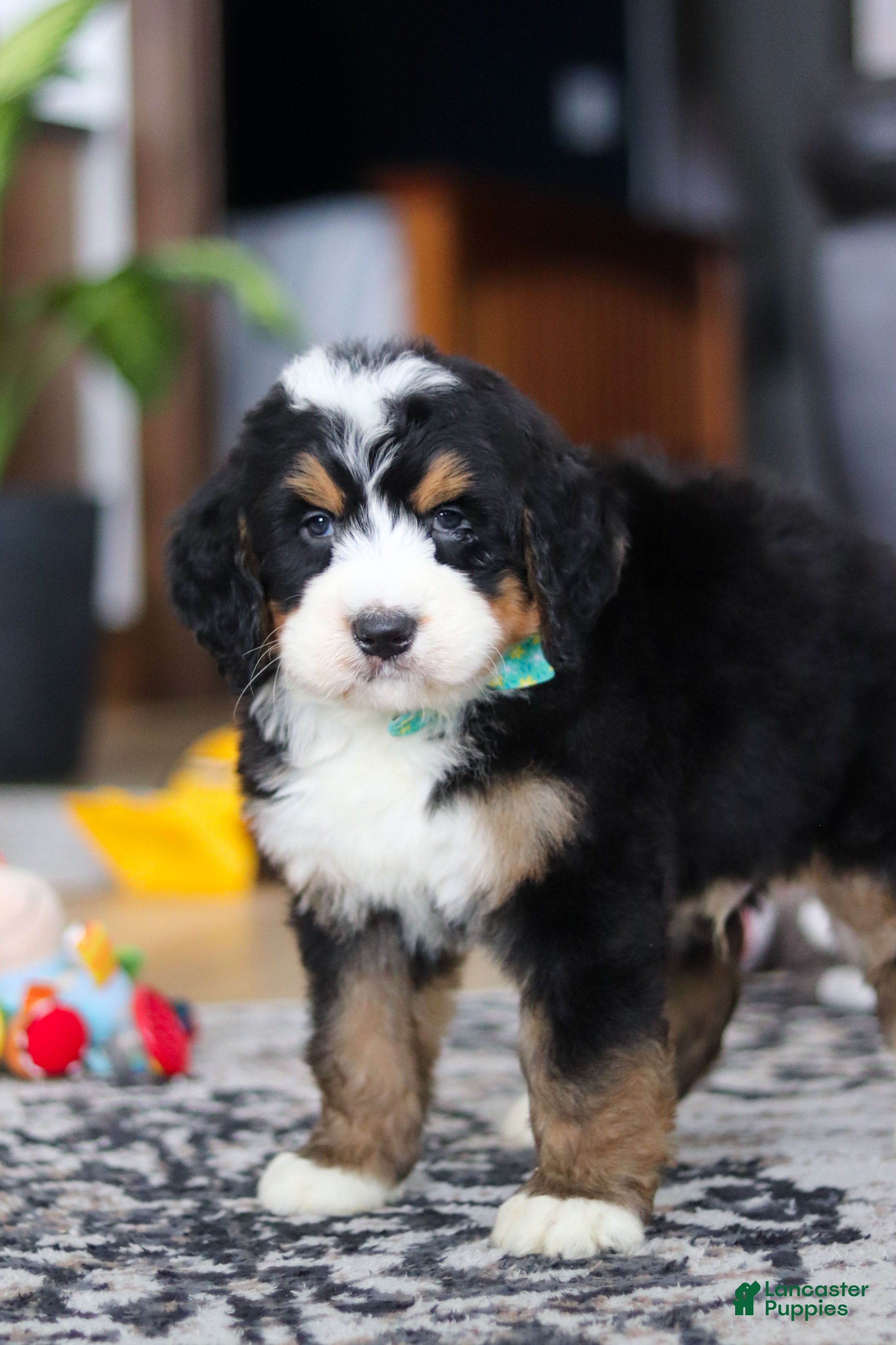 Bernedoodle dogs Bennet - Ad 1