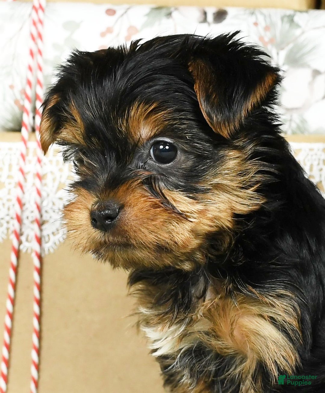 Yorkshire Terrier dogs for sale: Benny - Ad 10