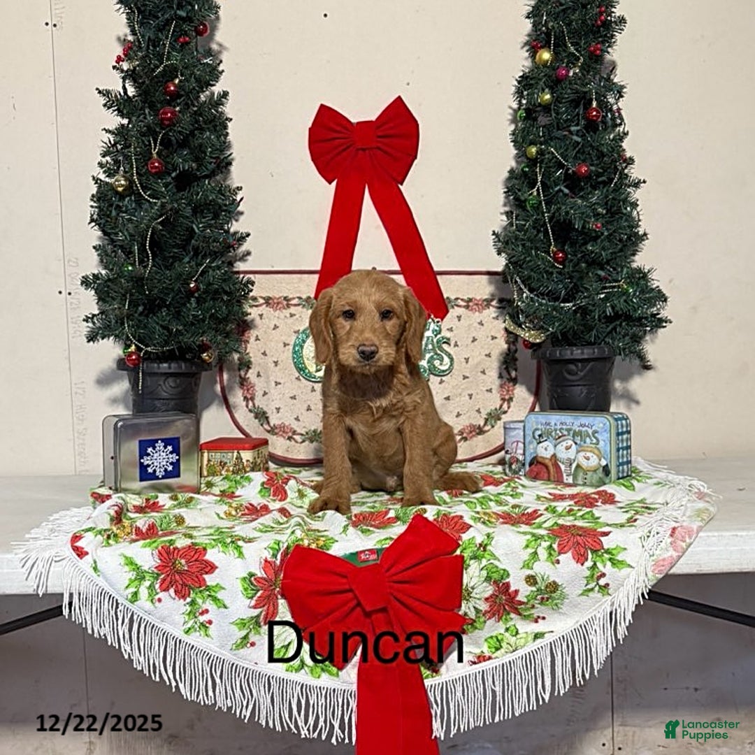 Miniature Labradoodle dogs for sale: Duncan - Ad 1