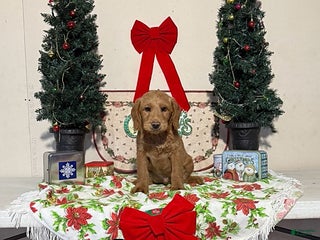 Miniature Labradoodle dogs Duncan - Ad 16