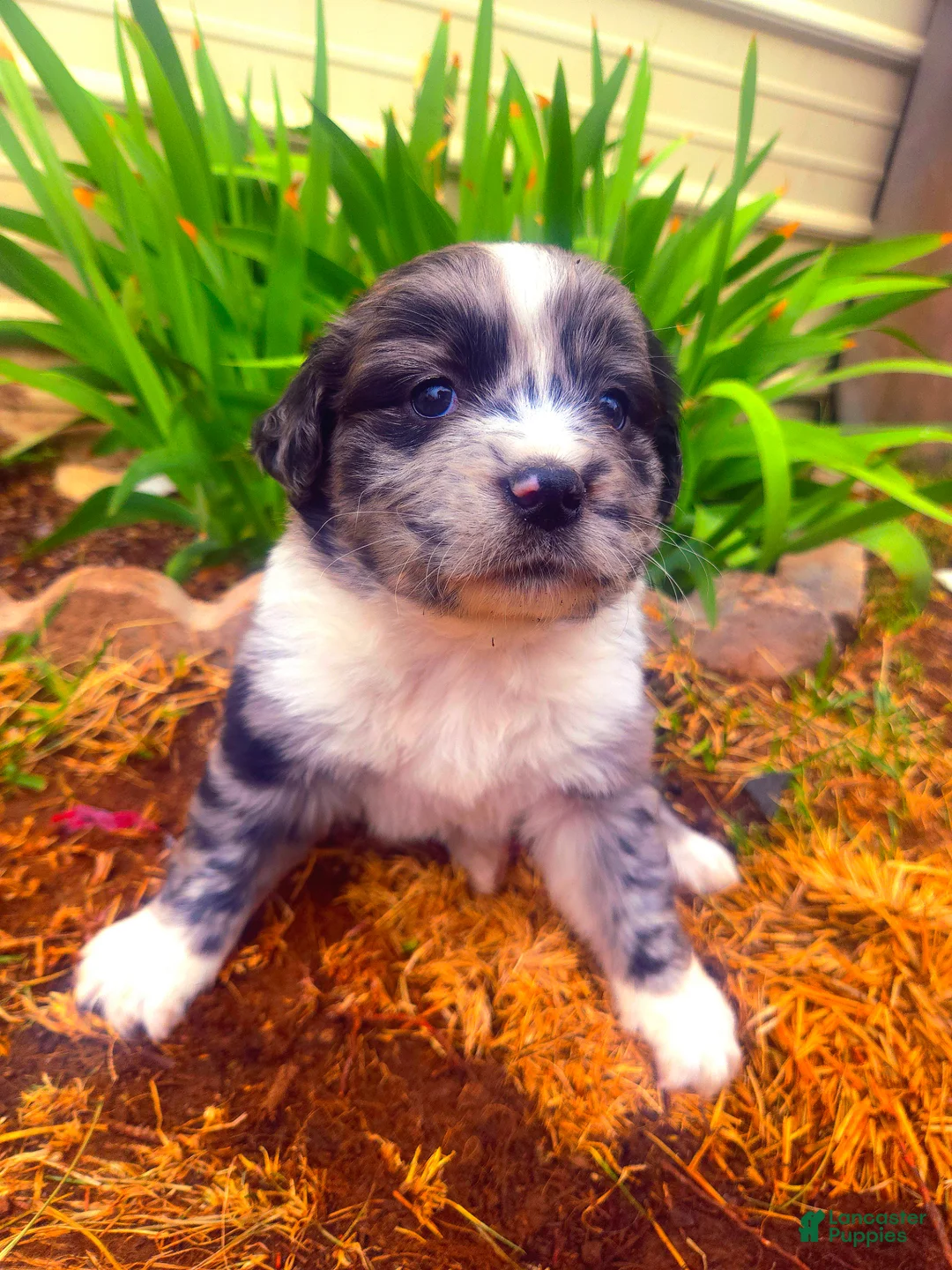 Mixed Breed dogs for sale: Mixed Breed Puppy 3 - Ad 2