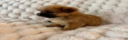 Mixed Breed dogs for sale: Lyla - Ad 3