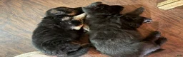 German Shepherd dogs for sale: German Shepherd Puppy 2 - Ad 4
