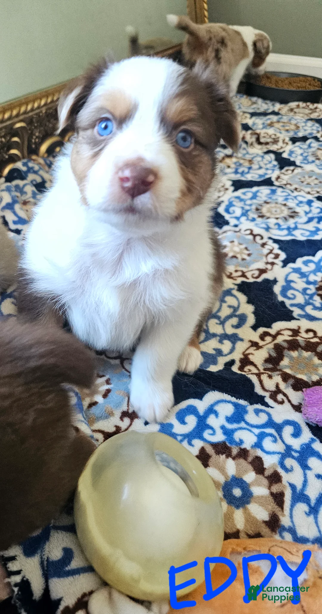 Australian Shepherd dogs for sale: Australian Shepherd Puppy 4 - Ad 1