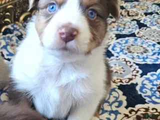 Australian Shepherd dogs for sale: Australian Shepherd Puppy 4 - Ad 2