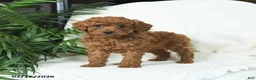 Toy Poodle dogs for sale: Teddy - Ad 1