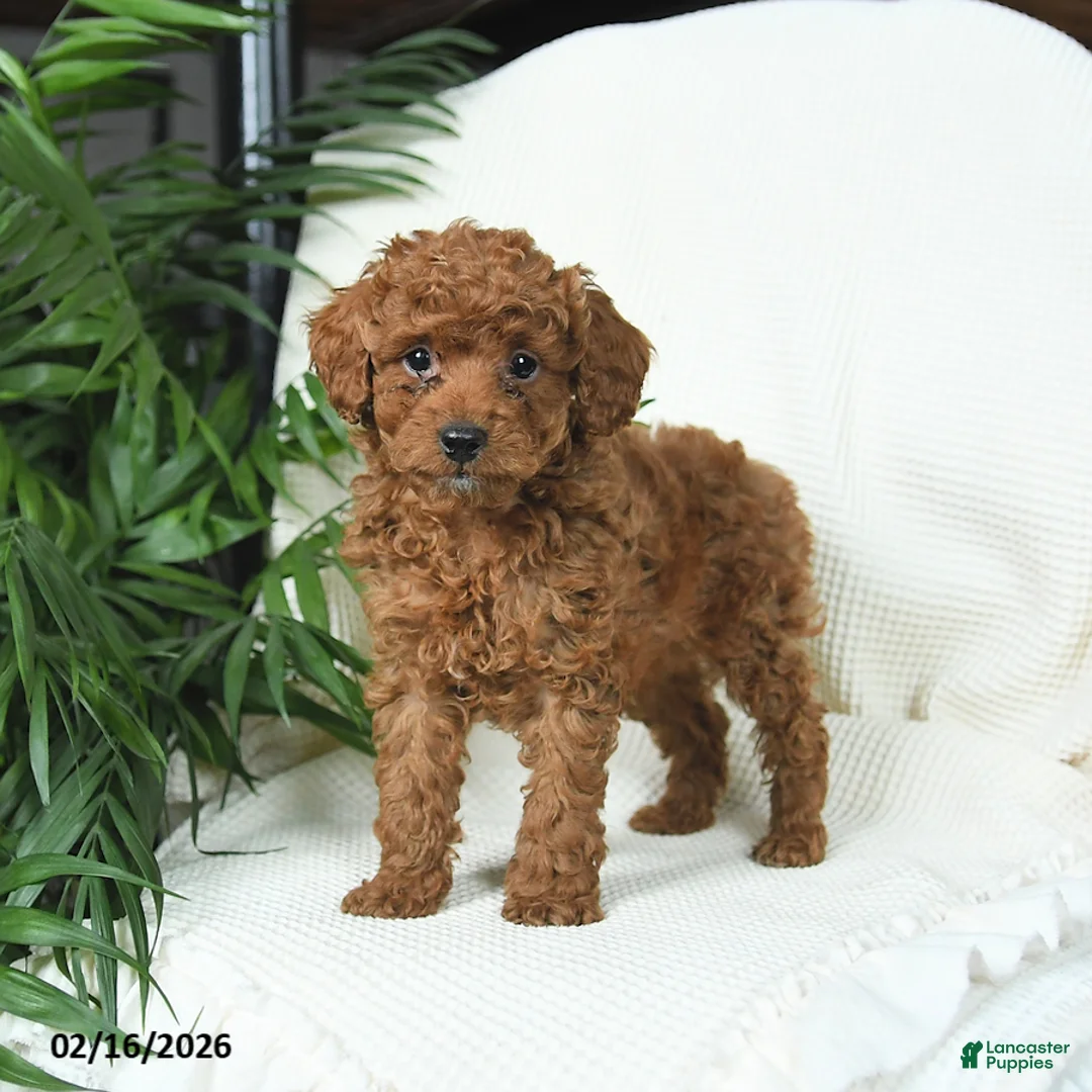 Toy Poodle dogs for sale: Teddy - Ad 1