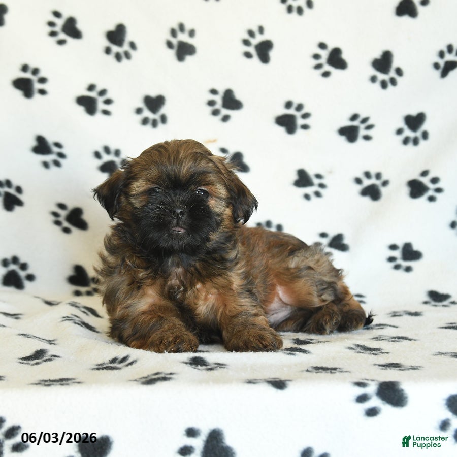 Shih Tzu dogs for sale: Teddy - Ad 5