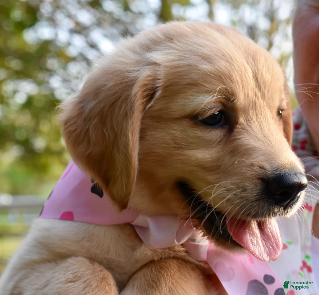 Golden Retriever dogs for sale: Pink Girl 4 - Ad 1