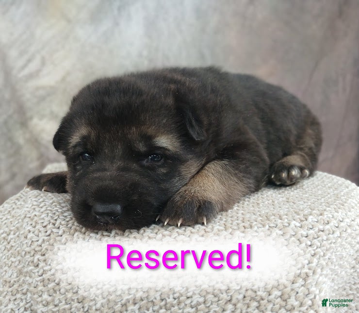 German Shepherd dogs Ember - Ad 41