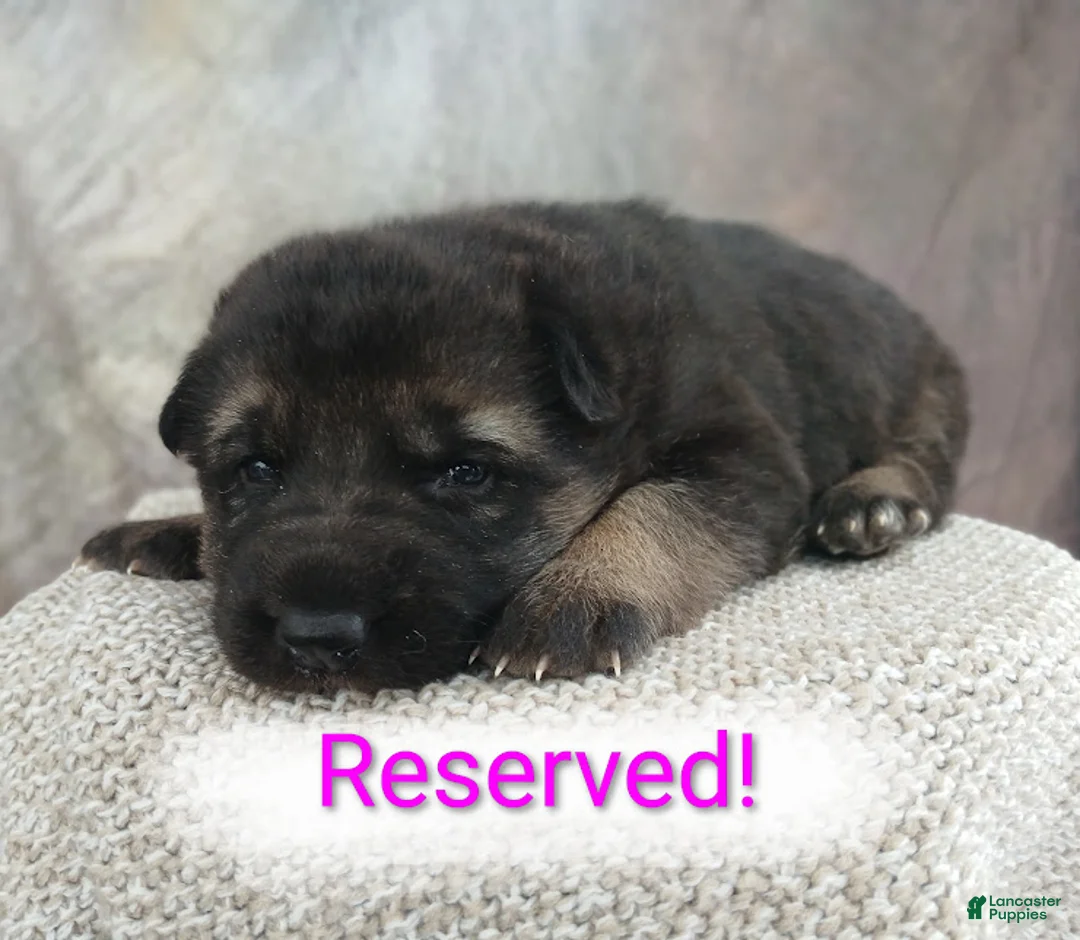 German Shepherd dogs for sale: Ember - Ad 1