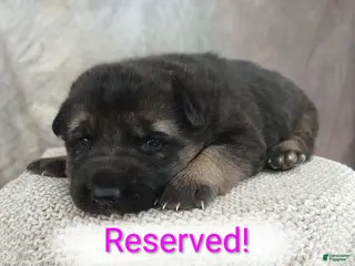 German Shepherd dogs Ember - Ad 41