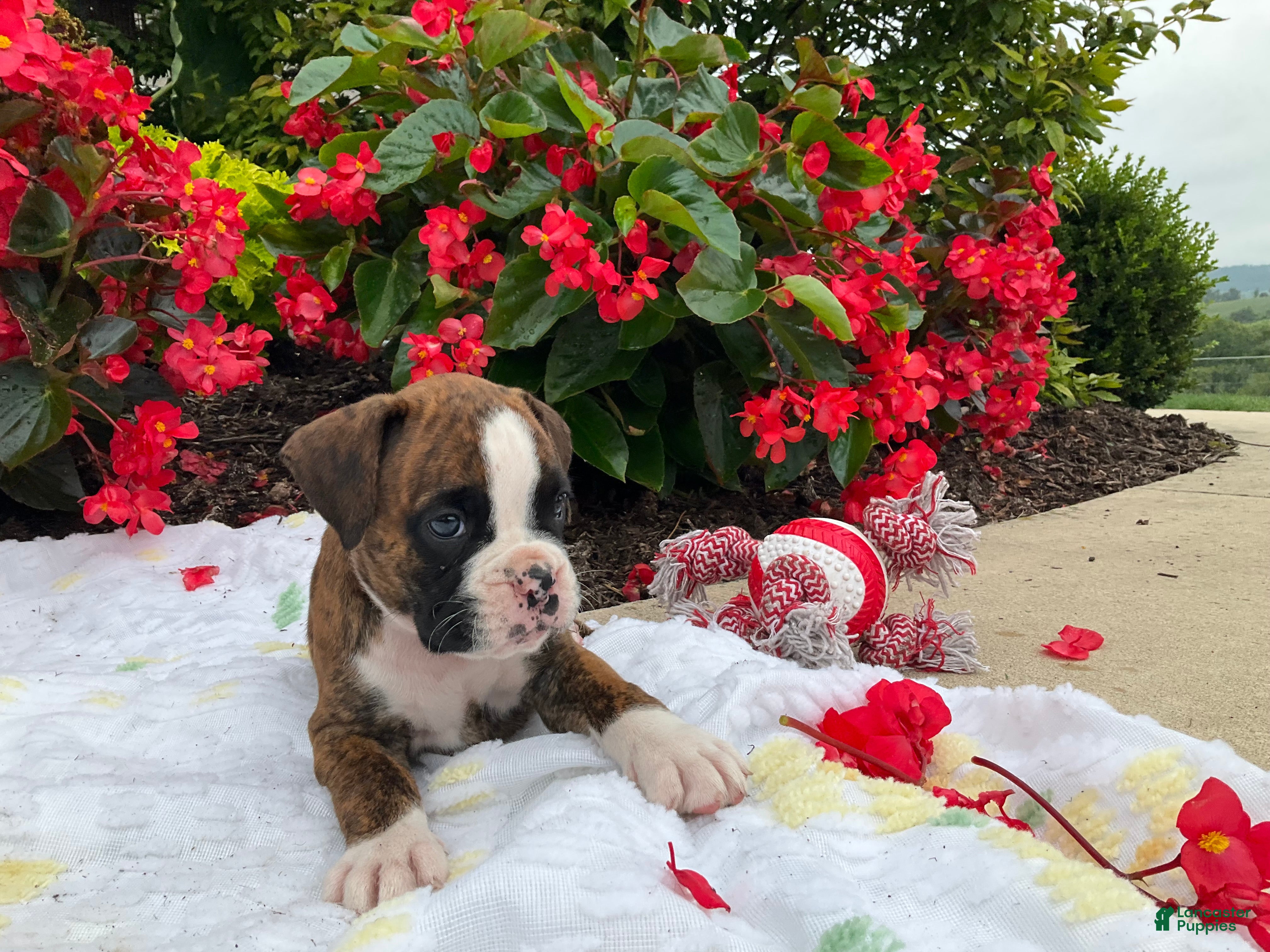 Boxer dogs Koby - Ad 2