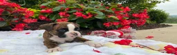 Boxer dogs for sale: Koby - Ad 2