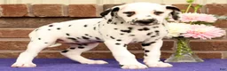 Dalmatian dogs for sale: Hannah - Ad 5
