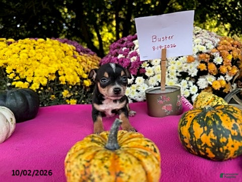 Chihuahua dogs Buster - Ad 2