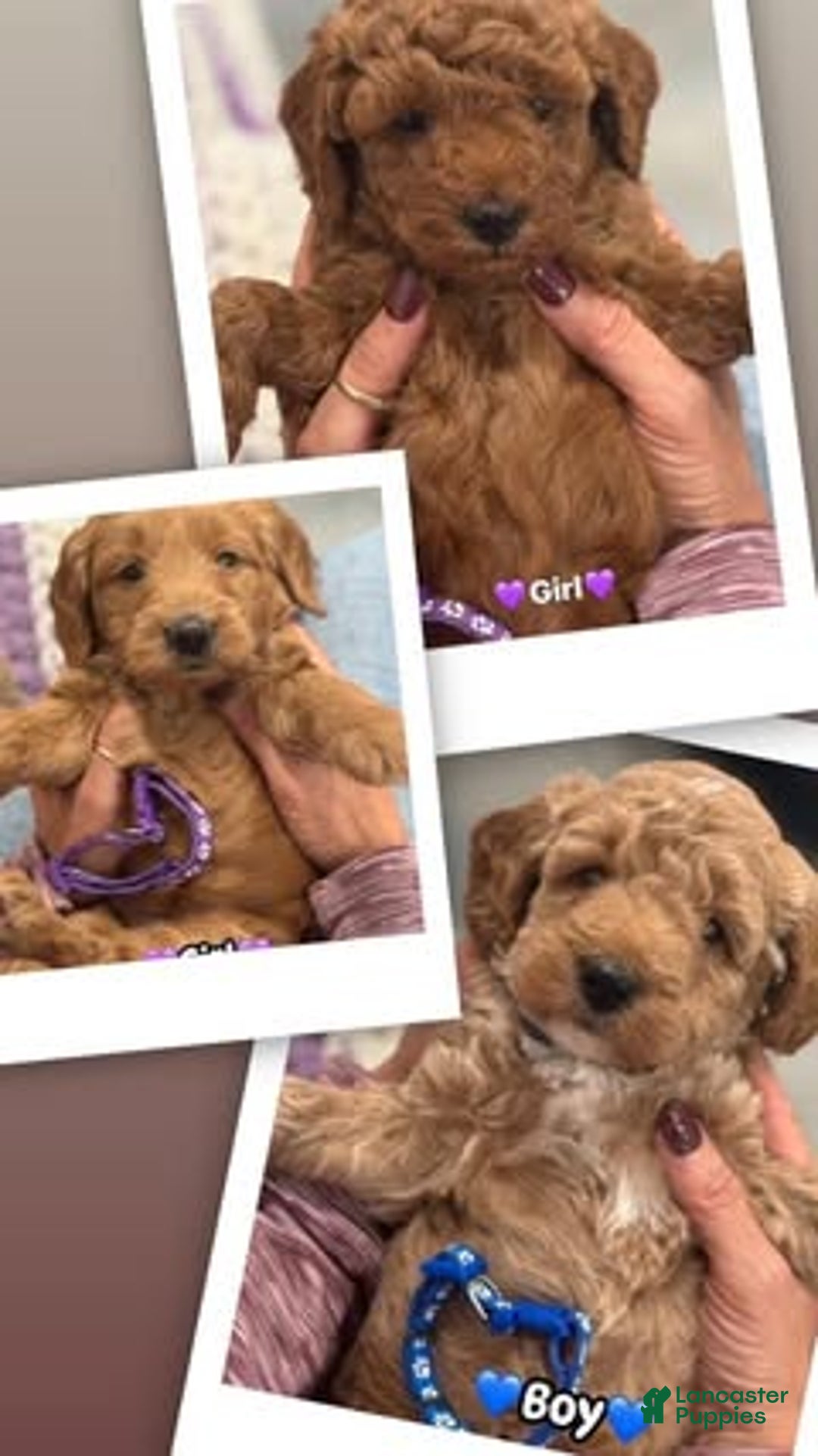 Mini Goldendoodle dogs for sale: Penny - Ad 5