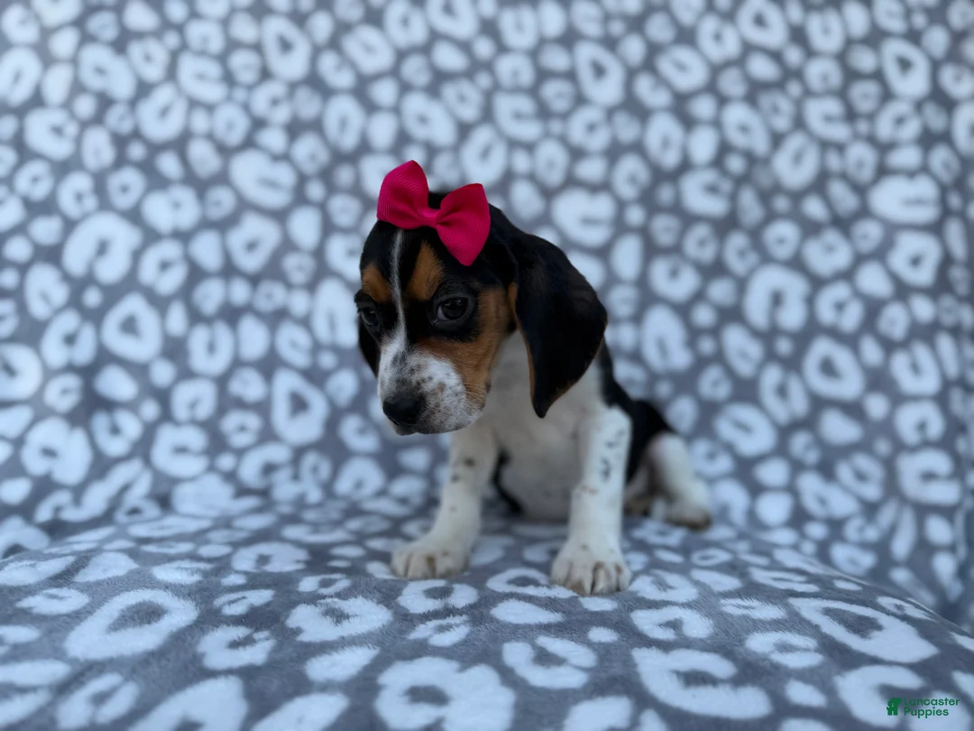 Beagle dogs for sale: Velma - Ad 3