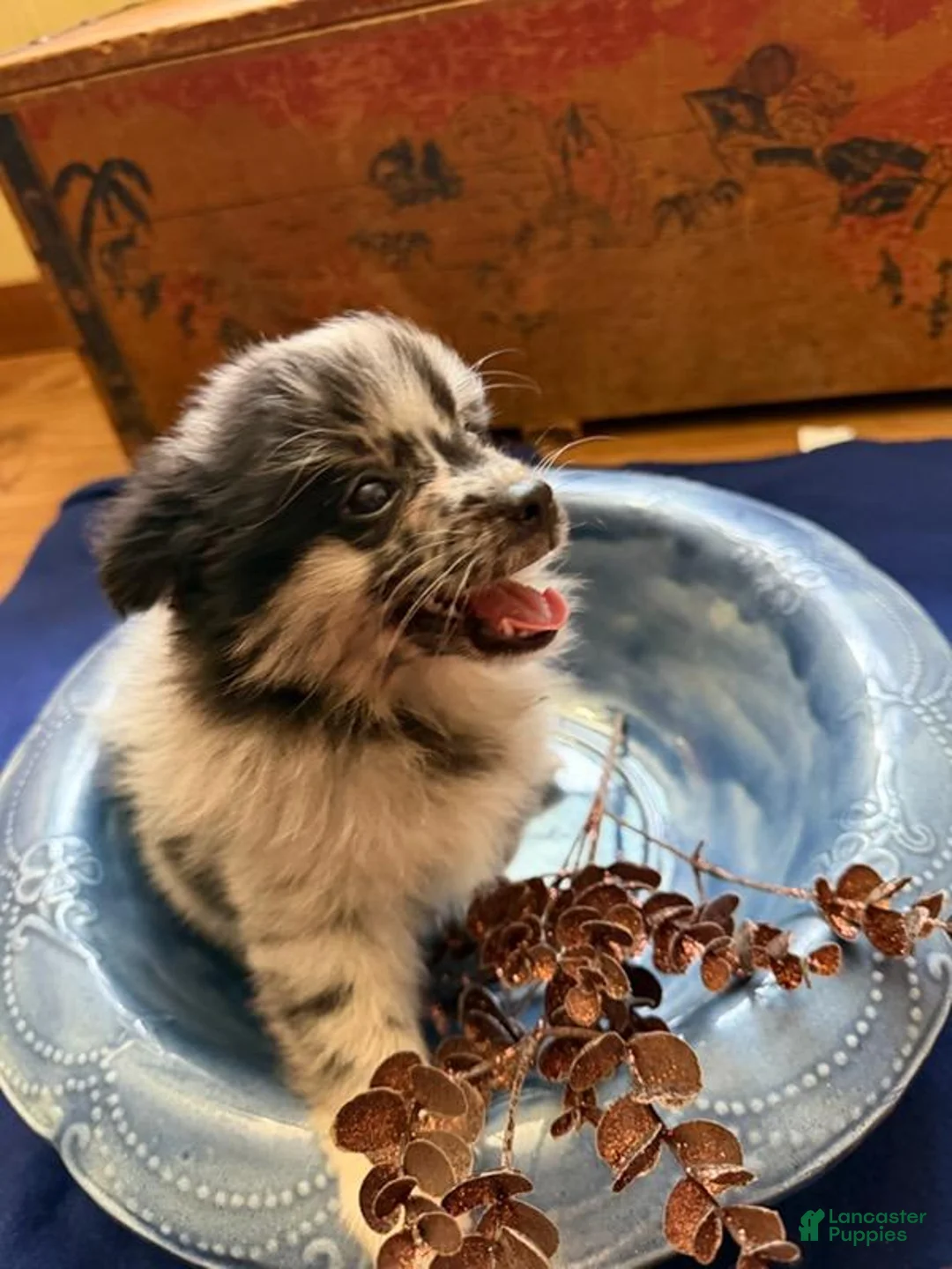 Pomeranian dogs for sale: Pomeranian 3 Kane - Ad 2