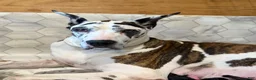 Great Dane dogs for sale: Bruno  - Ad 4