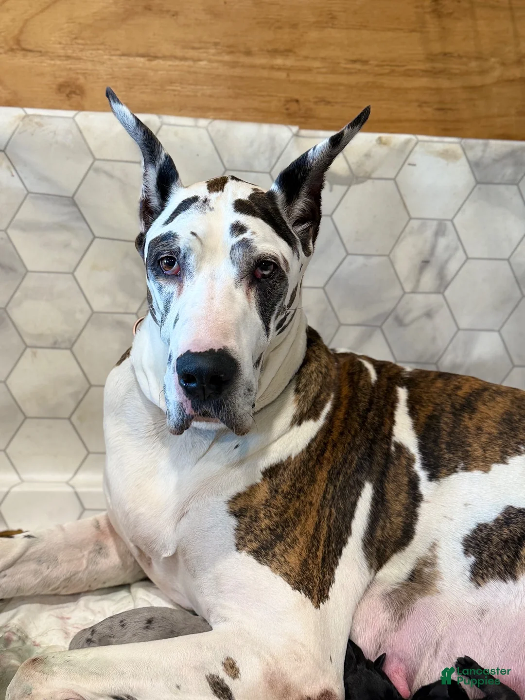 Great Dane dogs for sale: Bruno  - Ad 4