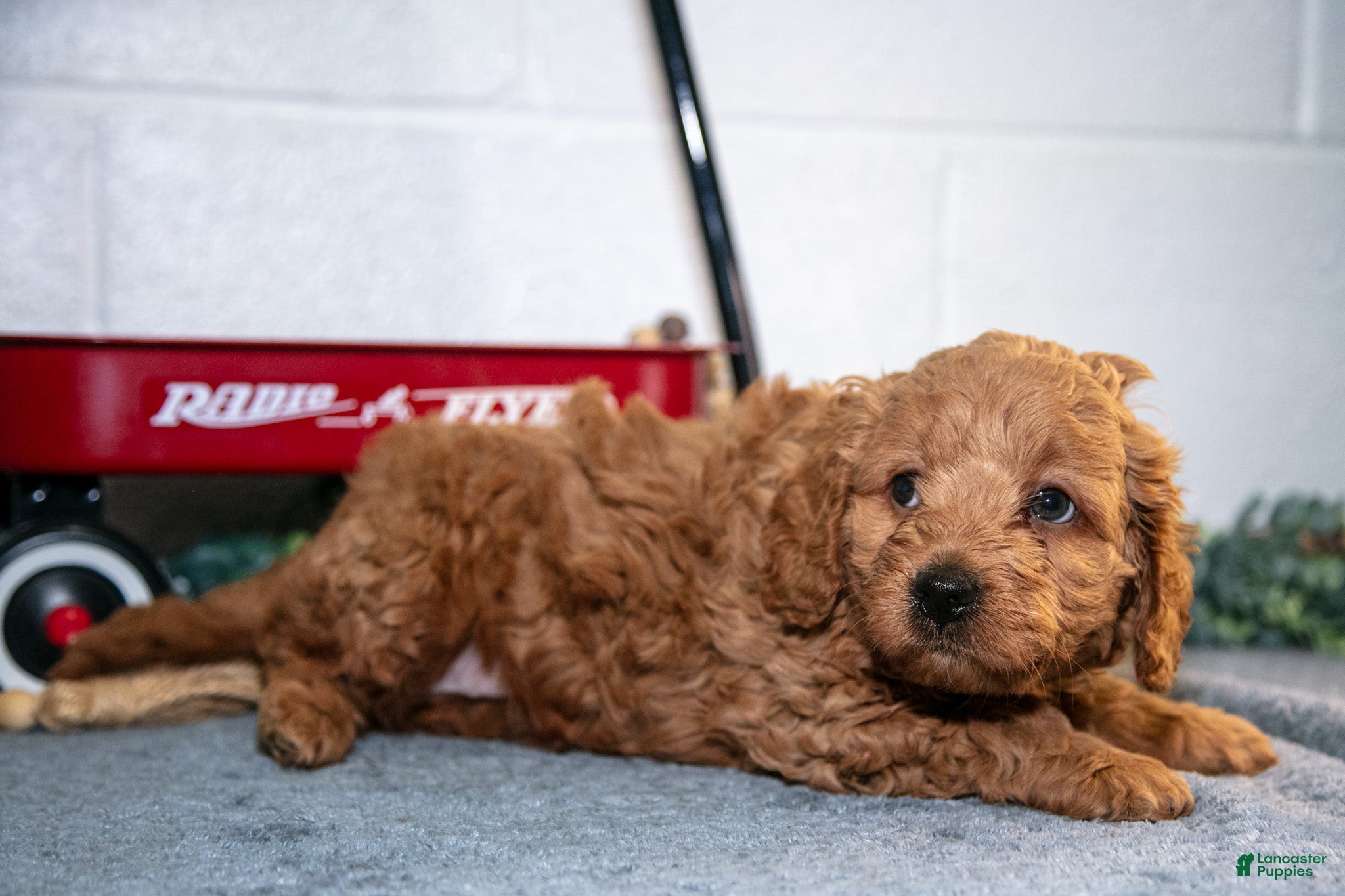 Cavapoo dogs Fido - Ad 2