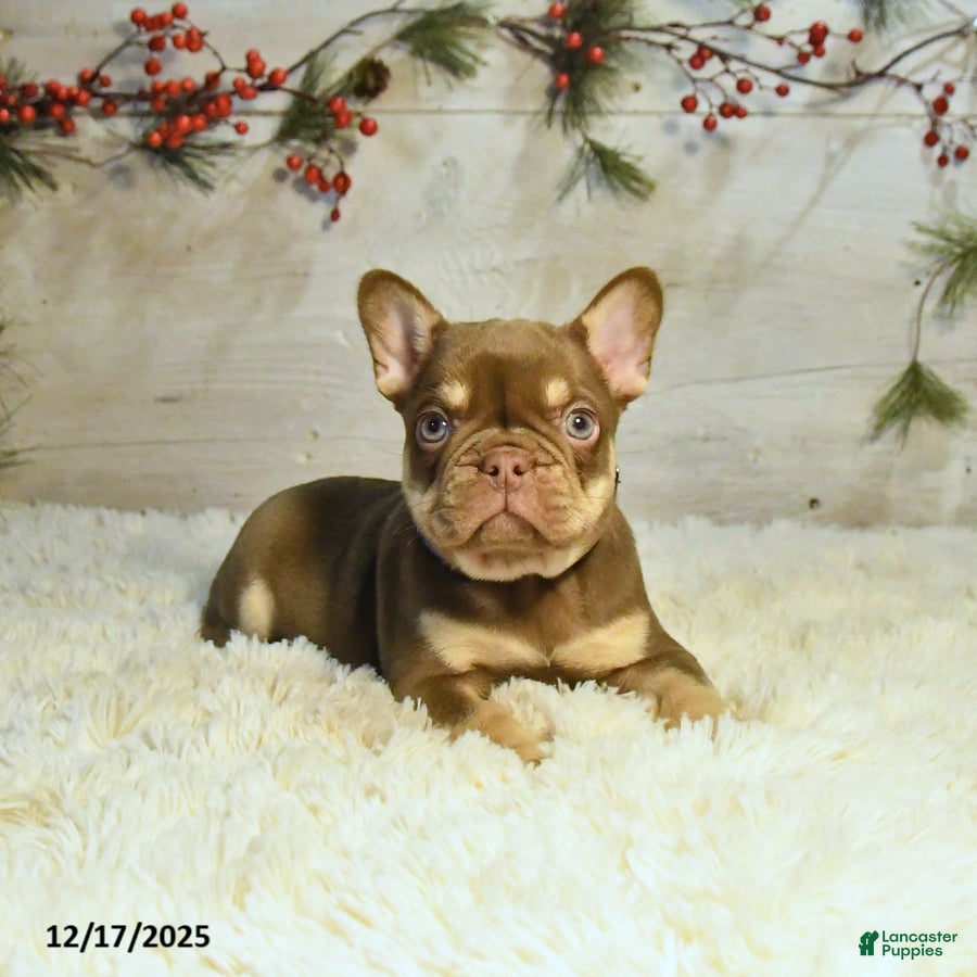 French Bulldog dogs Kyle - Ad 15
