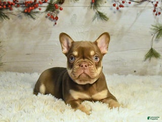 French Bulldog dogs Kyle - Ad 16