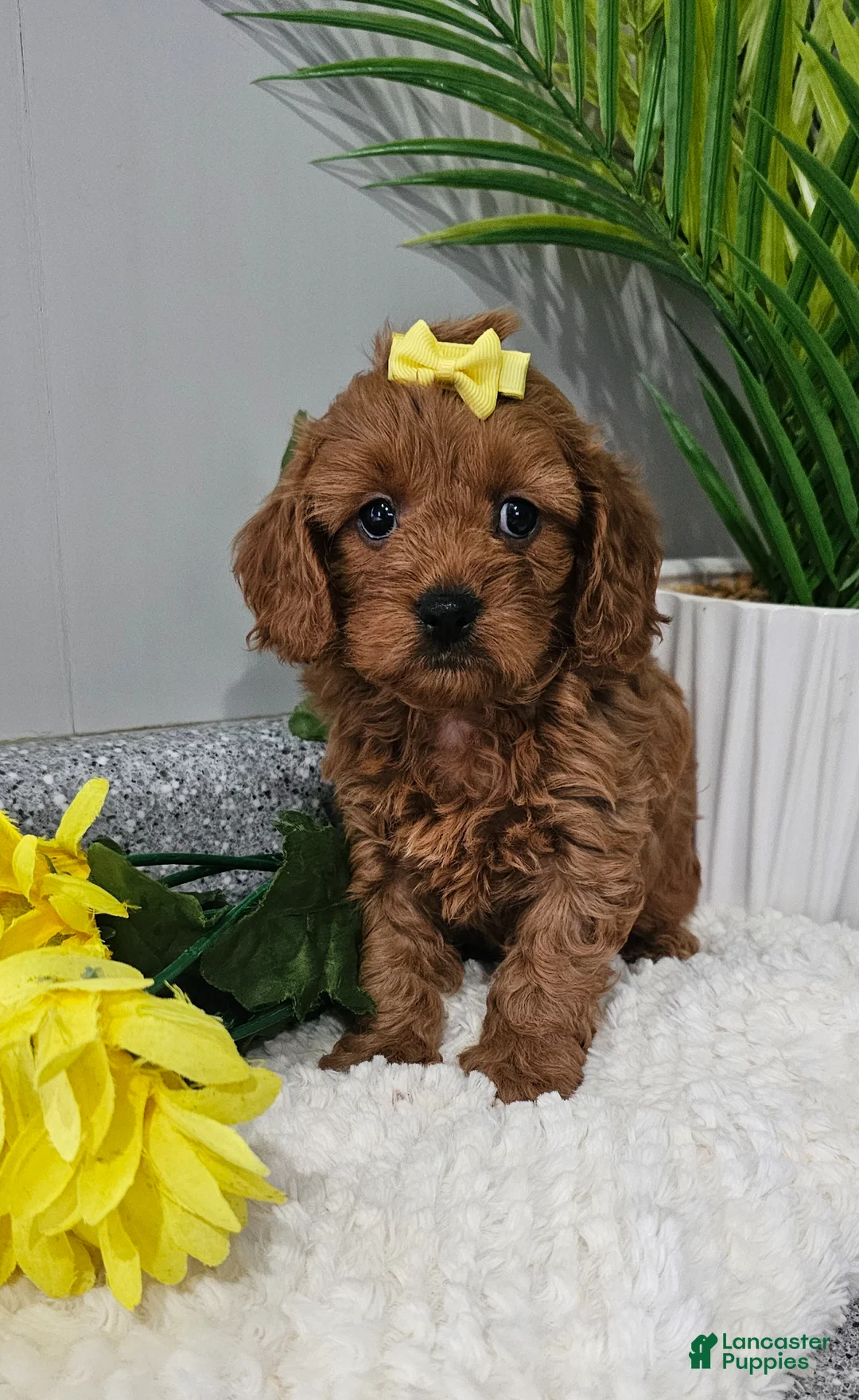 Cavapoo dogs for sale: Emma  - Ad 1