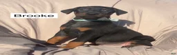 Doberman Pinscher dogs for sale: Brooke - Ad 3