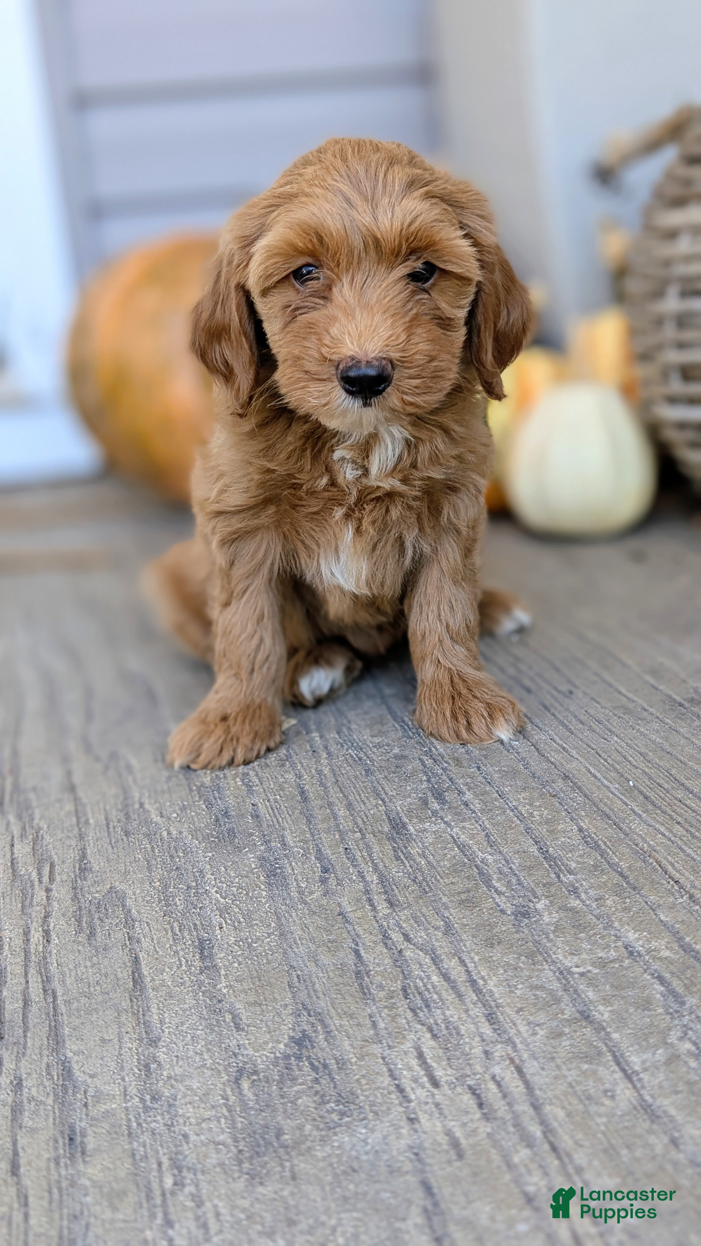 Mini Goldendoodle dogs Stella - Ad 1