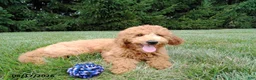 Mini Goldendoodle dogs for sale: Winston - Ad 4