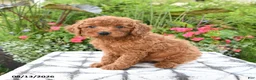 Toy Poodle dogs for sale: Rose - Ad 3