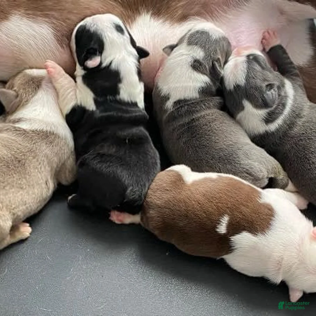 Gallery Image {{count}}