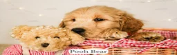 Goldendoodle dogs for sale: Pooh Bear - Ad 6
