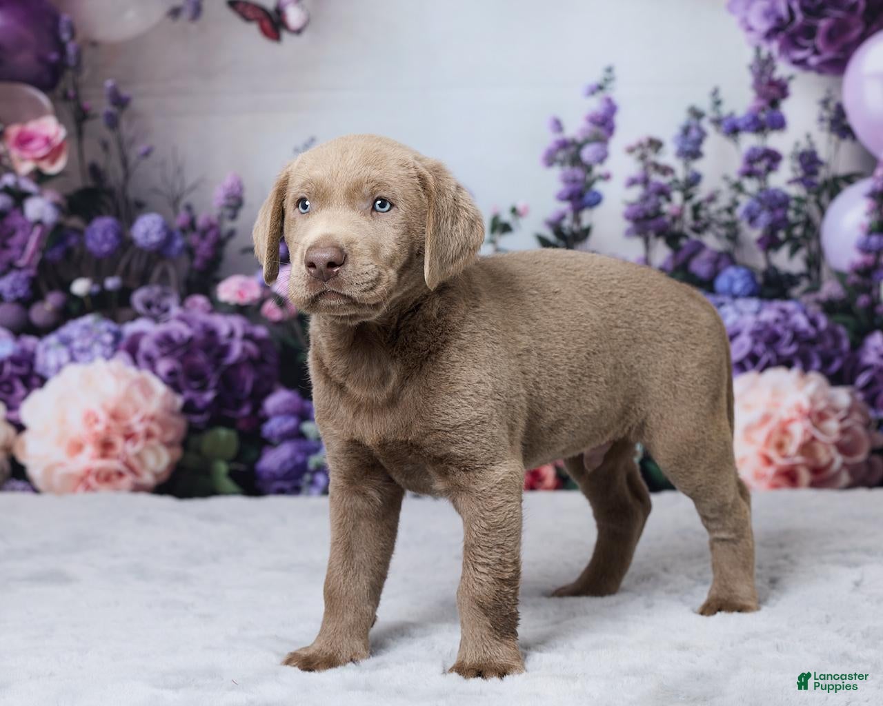Labrador Retriever dogs Jackson - Ad 2