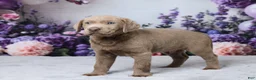 Labrador Retriever dogs for sale: Jackson - Ad 2