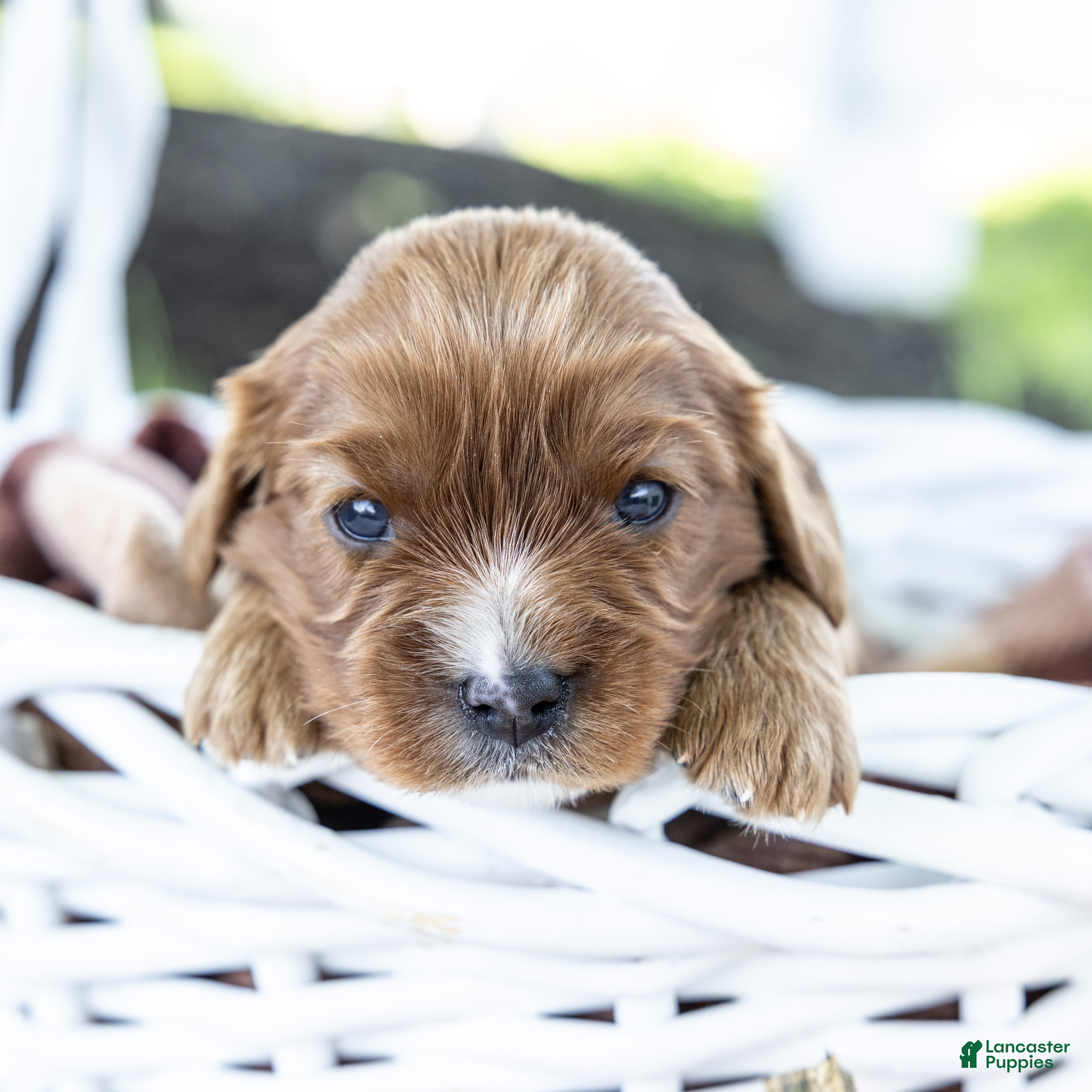 Cavalier King Charles Spaniel dogs Nutmeg - Ad 2