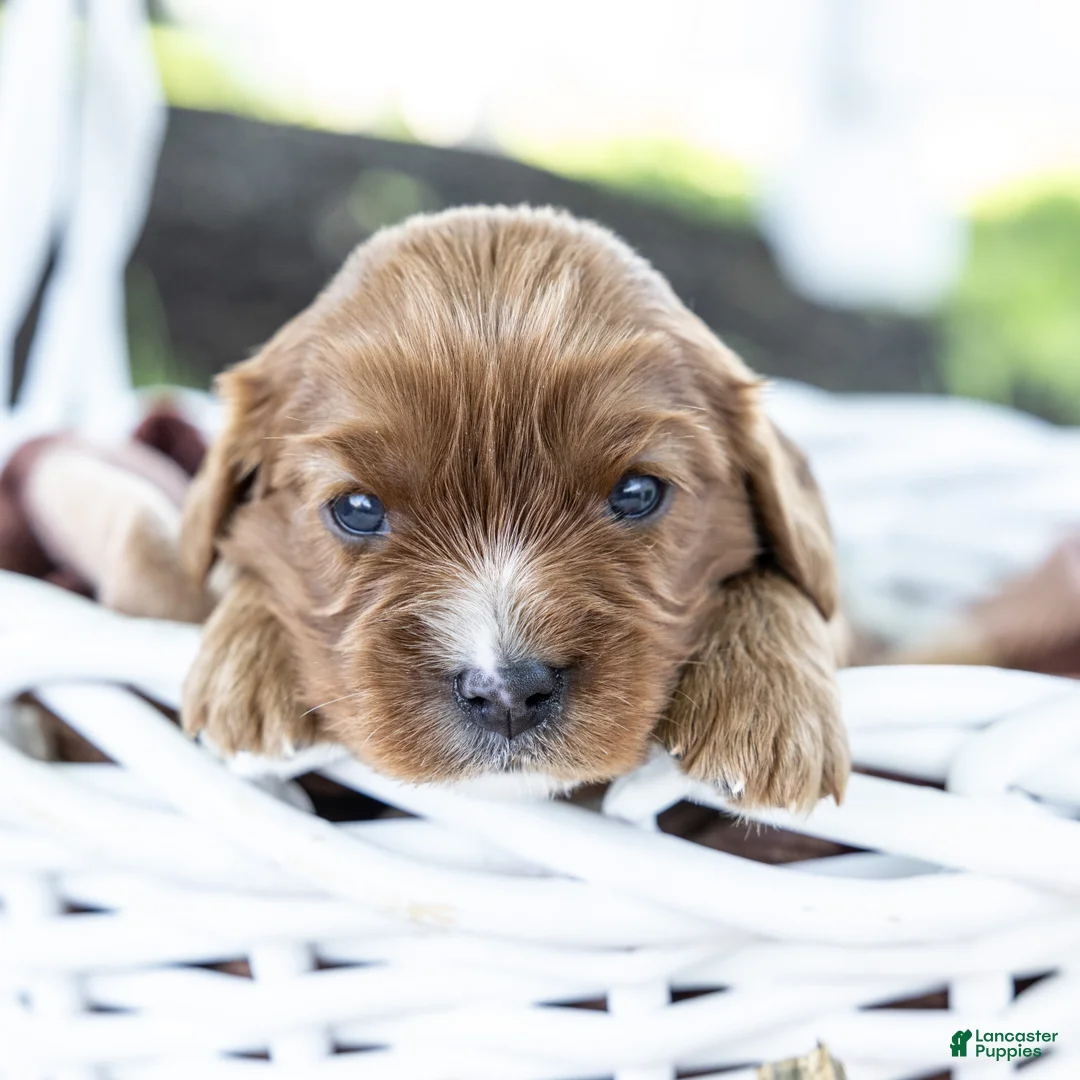 Cavalier King Charles Spaniel dogs for sale: Nutmeg - Ad 2