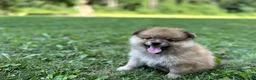 Pomeranian dogs for sale: Teddy - Ad 4