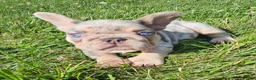French Bulldog dogs for sale: French Bulldog 2 - Ad 2
