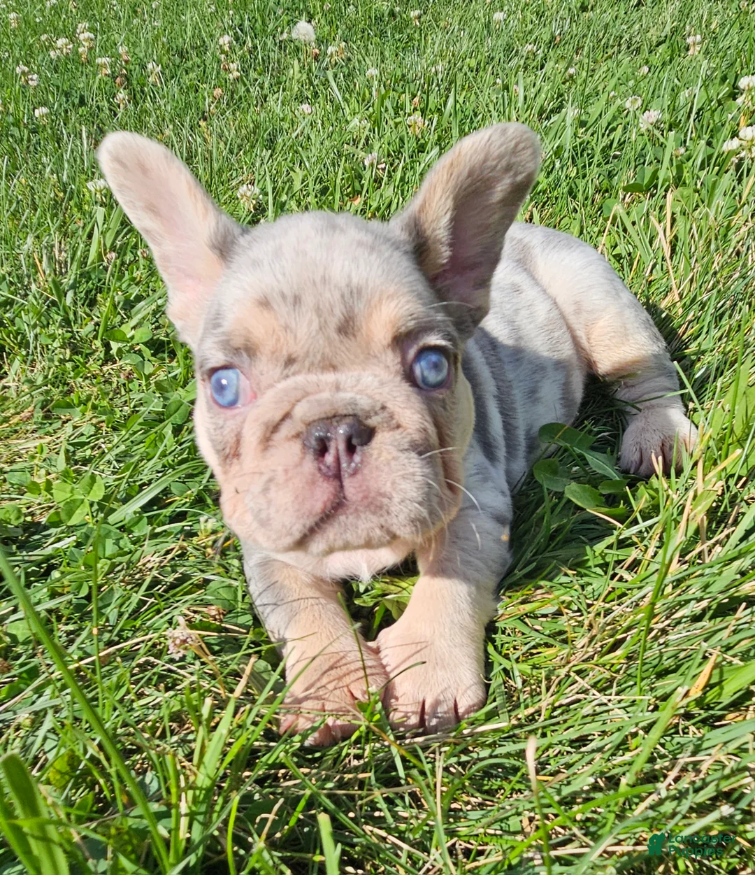 French Bulldog dogs for sale: French Bulldog 2 - Ad 2
