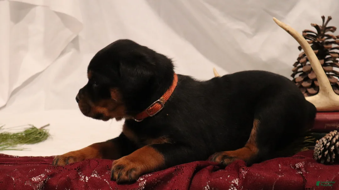 Rottweiler dogs for sale: Ainsley - Ad 3