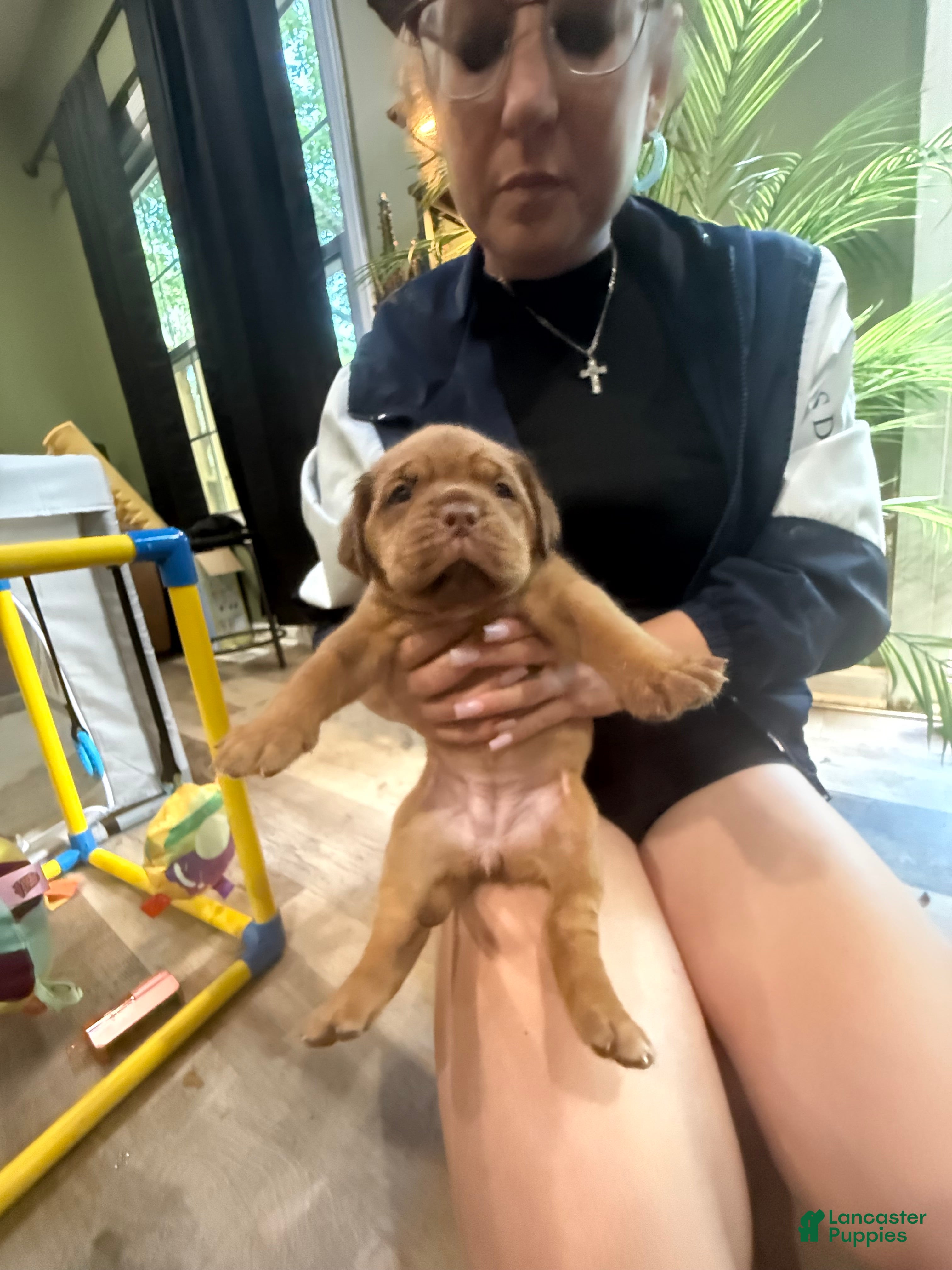 Dogue De Bordeaux dogs Dogue De Bordeaux Puppy 11 hunter green - Ad 1