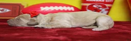 Goldendoodle dogs for sale: Cocoa - Ad 5