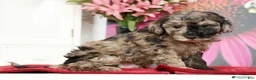 Miniature Poodle dogs for sale: Kamo - Ad 6